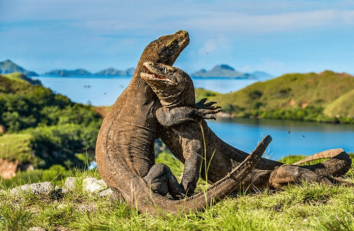 Komodo Island & Rinca Petualangan Eksotis