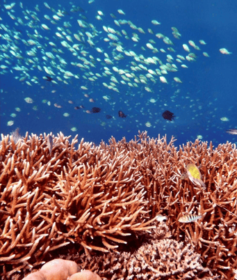 Bunaken Marine Park Surga Bawah Laut Sulawesi Utara