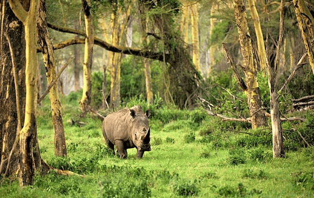 Taman Nasional Ujung Kulon Surga Liar di Ujung Barat Pulau Jawa