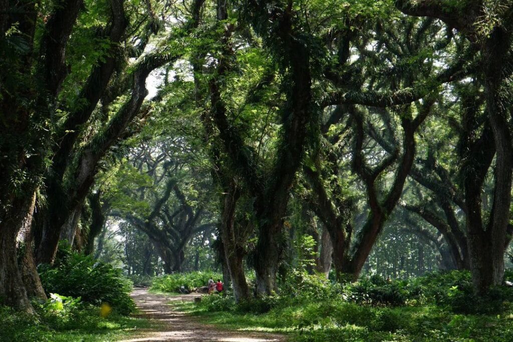 Hutan De Djawatan Destinasi Hijau Nuansa Fantasi Banyuwangi