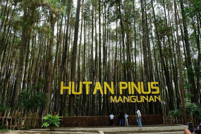 Hutan Pinus Arunika Destinasi Traveling Alam Nuansa Sejuk